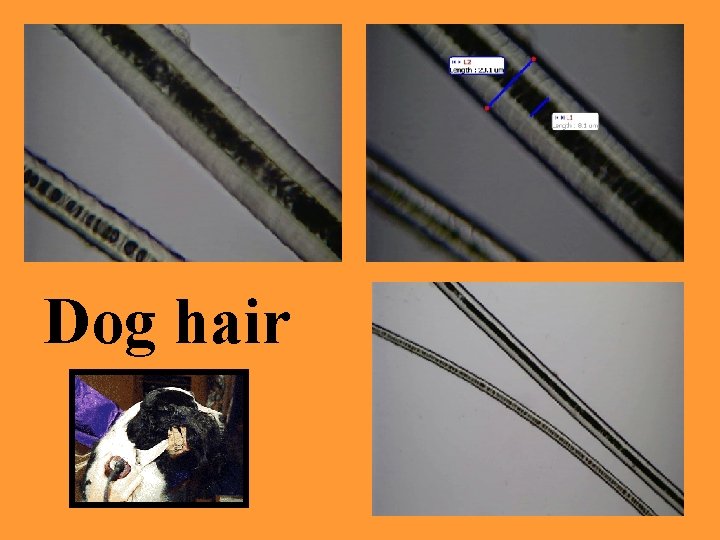 Dog hair 