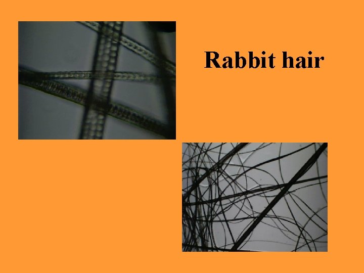 Rabbit hair 