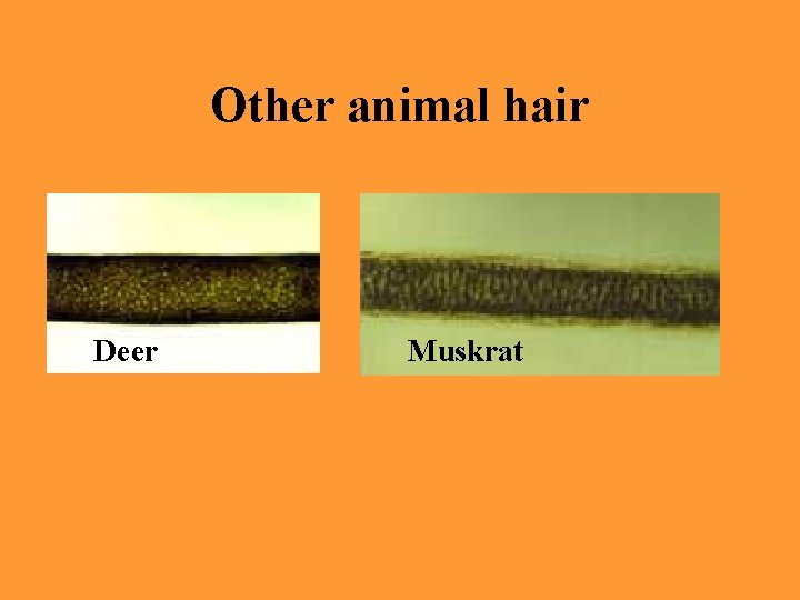 Other animal hair Deer Muskrat 