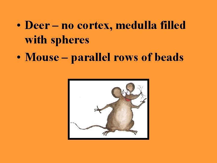  • Deer – no cortex, medulla filled with spheres • Mouse – parallel