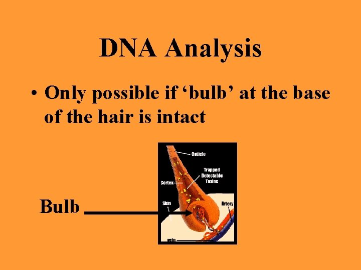 DNA Analysis • Only possible if ‘bulb’ at the base of the hair is