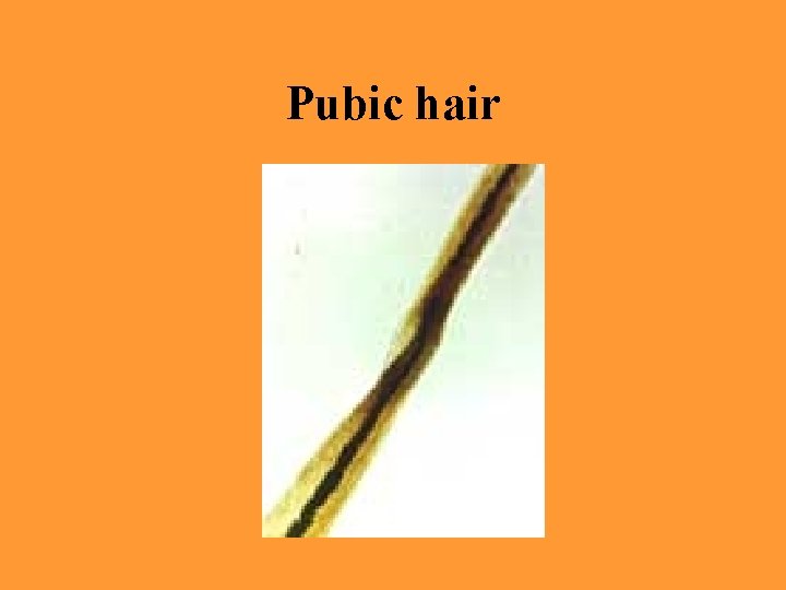 Pubic hair 