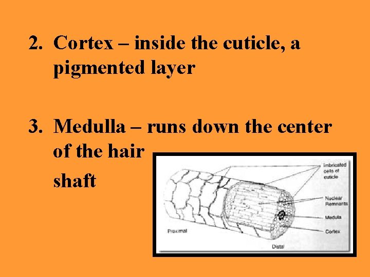 2. Cortex – inside the cuticle, a pigmented layer 3. Medulla – runs down