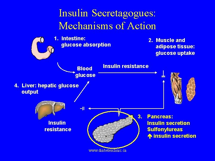 Treatment Insulin Secretagogues: Mechanisms of Action 1. Intestine: glucose absorption Blood glucose 2. Muscle