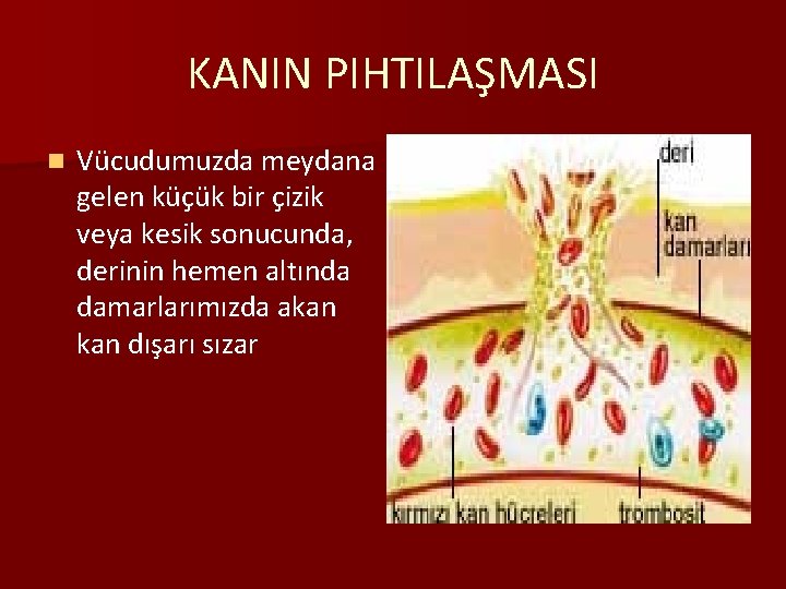 KANIN PIHTILAŞMASI n Vücudumuzda meydana gelen küçük bir çizik veya kesik sonucunda, derinin hemen