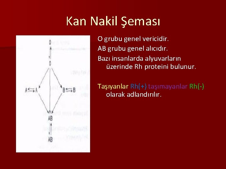 Kan Nakil Şeması O grubu genel vericidir. AB grubu genel alıcıdır. Bazı insanlarda alyuvarların