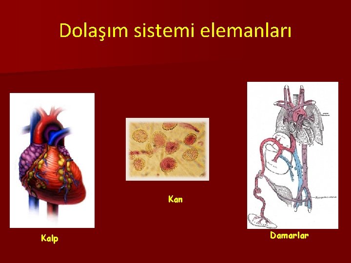Dolaşım sistemi elemanları Kan Kalp Damarlar 