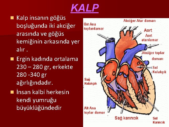 KALP Kalp insanın göğüs boşluğunda iki akciğer arasında ve göğüs kemiğinin arkasında yer alır.