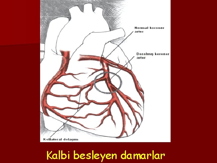 Kalbi besleyen damarlar 