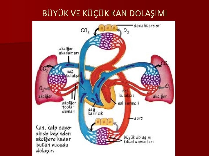 BÜYÜK VE KÜÇÜK KAN DOLAŞIMI 