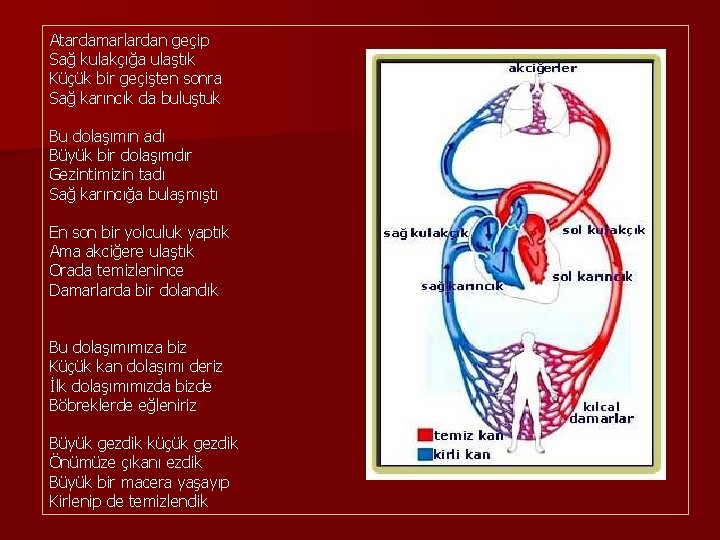 Atardamarlardan geçip Sağ kulakçığa ulaştık Küçük bir geçişten sonra Sağ karıncık da buluştuk Bu