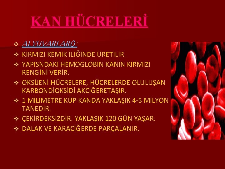 KAN HÜCRELERİ v v v v ALYUVARLAR(): KIRMIZI KEMİK İLİĞİNDE ÜRETİLİR. YAPISNDAKİ HEMOGLOBİN KANIN