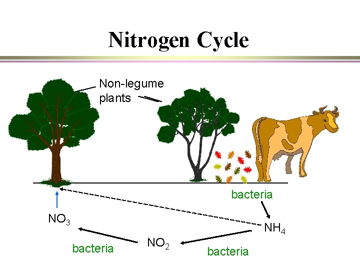 Nitrogen Cycle Non-legume plants bacteria NO 3 bacteria NO 2 NH 4 bacteria 