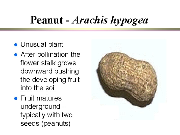 Peanut - Arachis hypogea l l l Unusual plant After pollination the flower stalk