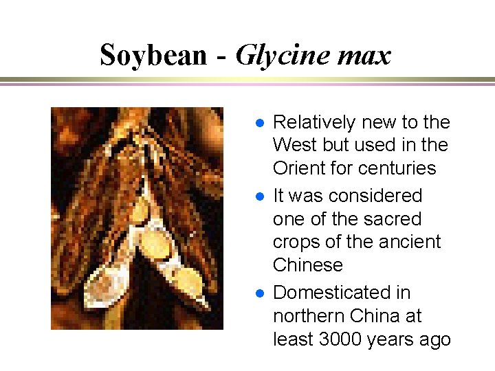 Soybean - Glycine max l l l Relatively new to the West but used