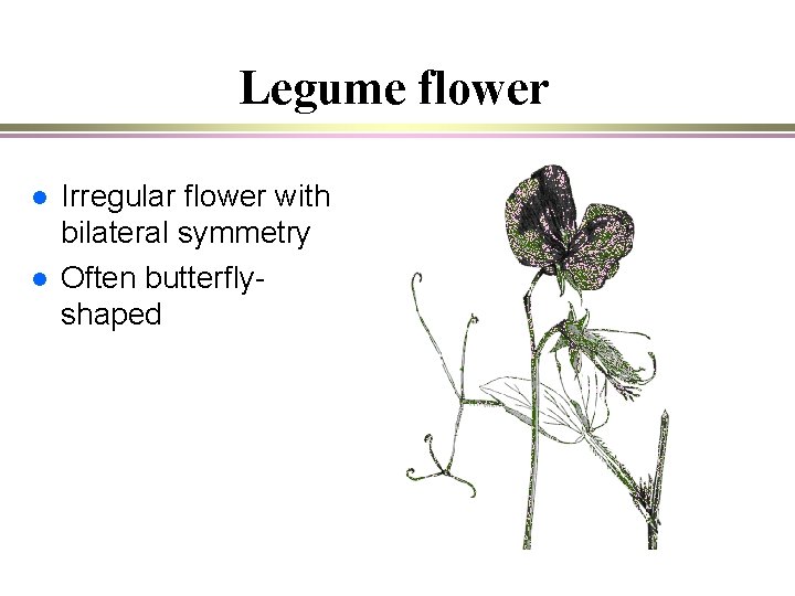 Legume flower l l Irregular flower with bilateral symmetry Often butterflyshaped 