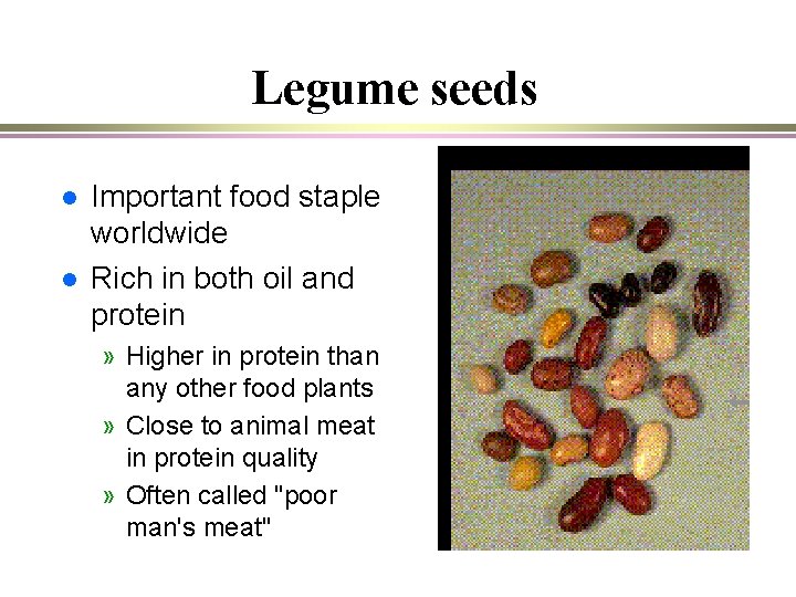 Legume seeds l l Important food staple worldwide Rich in both oil and protein