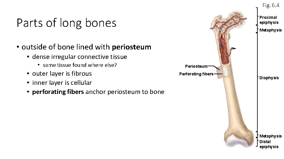 Fig. 6. 4 Parts of long bones Proximal epiphysis Metaphysis • outside of bone Fig. 6. 4 Parts of long bones Proximal epiphysis Metaphysis • outside of bone