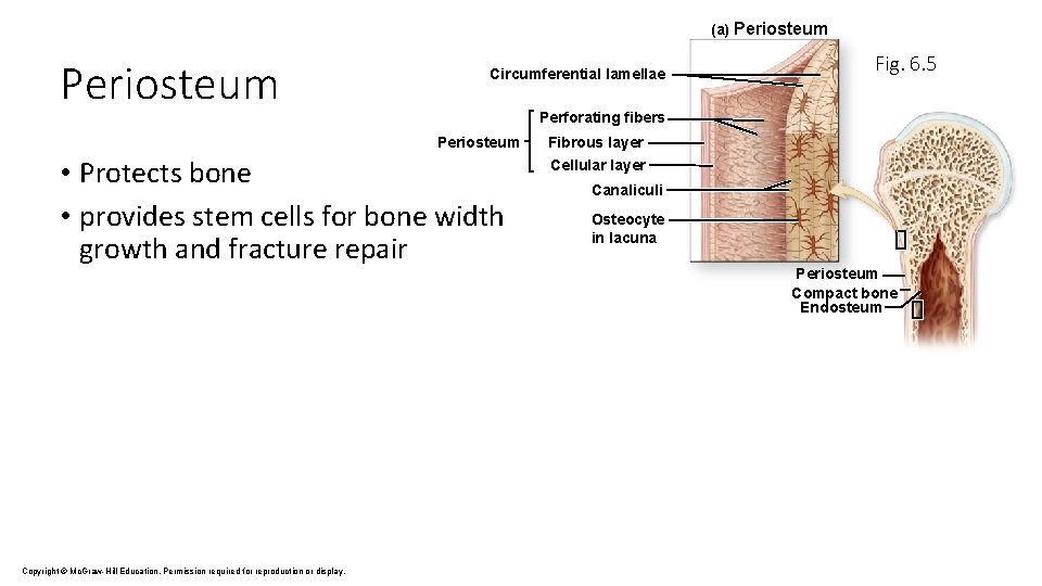 (a) Periosteum Circumferential lamellae Perforating fibers Periosteum • Protects bone • provides stem cells (a) Periosteum Circumferential lamellae Perforating fibers Periosteum • Protects bone • provides stem cells