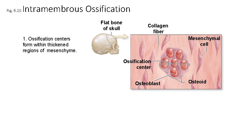Fig. 6. 10 Intramembrous Ossification Flat bone of skull Collagen fiber Mesenchymal cell 1. Fig. 6. 10 Intramembrous Ossification Flat bone of skull Collagen fiber Mesenchymal cell 1.