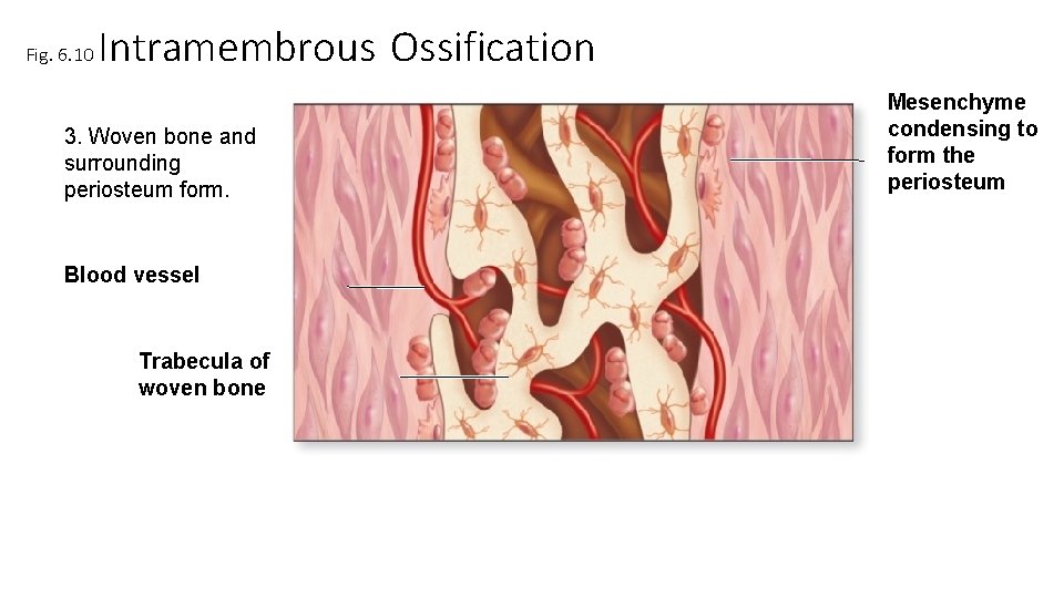 Fig. 6. 10 Intramembrous Ossification 3. Woven bone and surrounding periosteum form. Blood vessel Fig. 6. 10 Intramembrous Ossification 3. Woven bone and surrounding periosteum form. Blood vessel