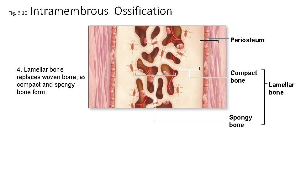 Fig. 6. 10 Intramembrous Ossification Periosteum 4. Lamellar bone replaces woven bone, as compact Fig. 6. 10 Intramembrous Ossification Periosteum 4. Lamellar bone replaces woven bone, as compact