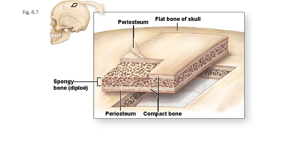 Fig. 6. 7 Periosteum Flat bone of skull Spongy bone (diploë) Periosteum Compact bone Fig. 6. 7 Periosteum Flat bone of skull Spongy bone (diploë) Periosteum Compact bone
