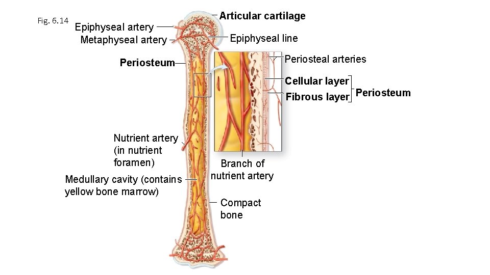 Fig. 6. 14 Epiphyseal artery Metaphyseal artery Articular cartilage Epiphyseal line Periosteal arteries Periosteum Fig. 6. 14 Epiphyseal artery Metaphyseal artery Articular cartilage Epiphyseal line Periosteal arteries Periosteum