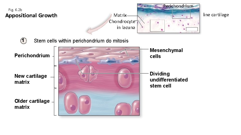 Perichondrium Fig. 6. 2 b Appositional Growth 1 Hyaline cartilage Matrix Chondrocyte in lacuna Perichondrium Fig. 6. 2 b Appositional Growth 1 Hyaline cartilage Matrix Chondrocyte in lacuna