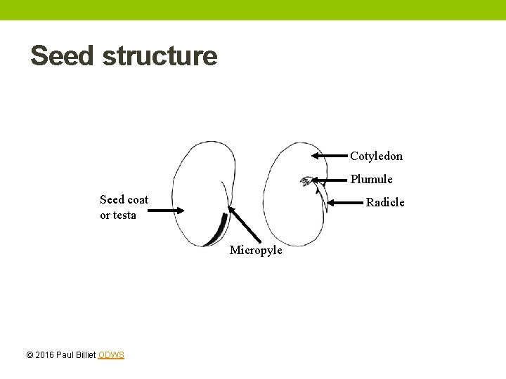 Seed structure Cotyledon Plumule Seed coat or testa Radicle Micropyle © 2016 Paul Billiet