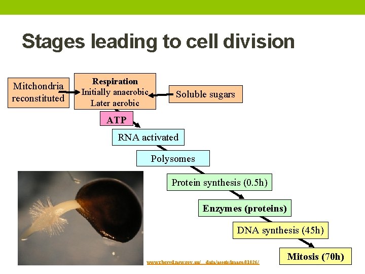 Stages leading to cell division Mitchondria reconstituted Respiration Initially anaerobic Later aerobic Soluble sugars