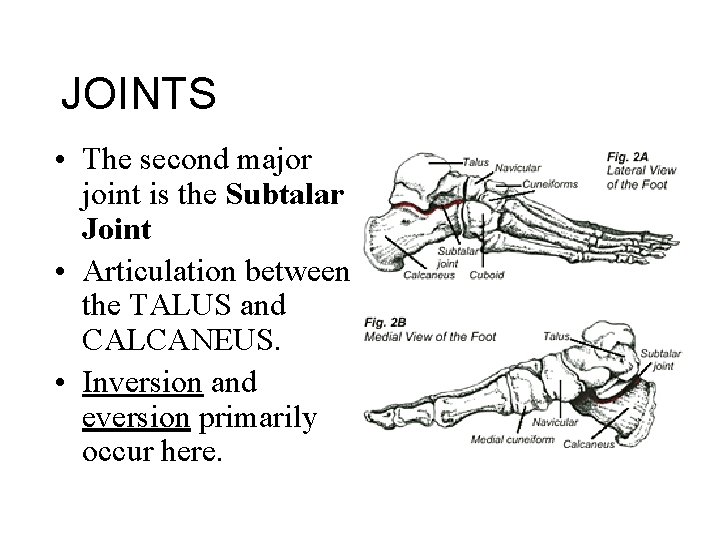 JOINTS • The second major joint is the Subtalar Joint • Articulation between the