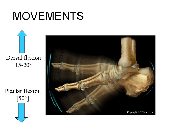 MOVEMENTS Dorsal flexion [15 -20°] Plantar flexion [50°] 