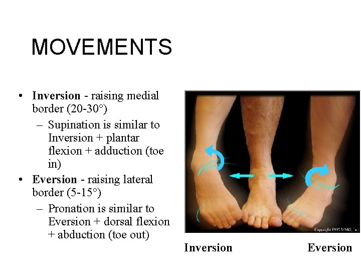 MOVEMENTS • Inversion - raising medial border (20 -30°) – Supination is similar to