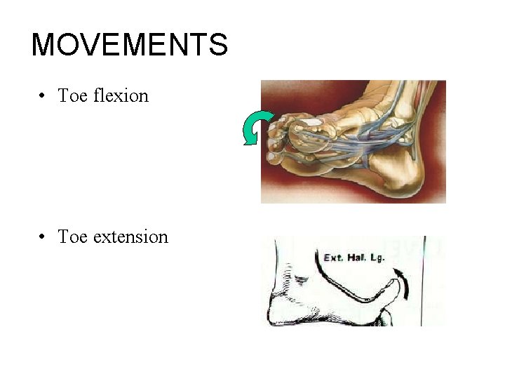 MOVEMENTS • Toe flexion • Toe extension 