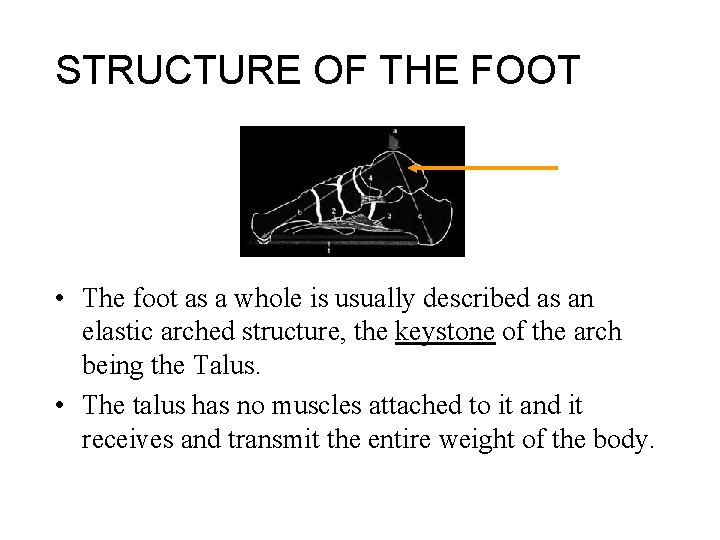 STRUCTURE OF THE FOOT • The foot as a whole is usually described as