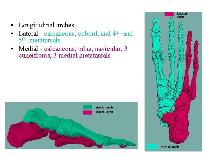  • Longitudinal arches • Lateral - calcaneous, cuboid, and 4 th and 5