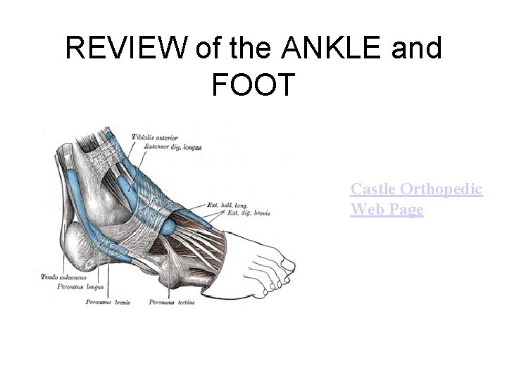 REVIEW of the ANKLE and FOOT Castle Orthopedic Web Page 