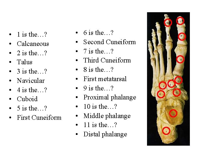  • • • 1 is the…? Calcaneous 2 is the…? Talus 3 is