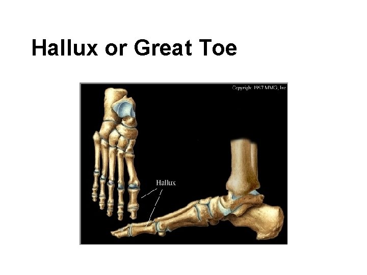 Hallux or Great Toe 