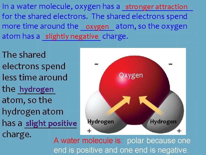 In a water molecule, oxygen has a _________ stronger attraction for the shared electrons. In a water molecule, oxygen has a _________ stronger attraction for the shared electrons.