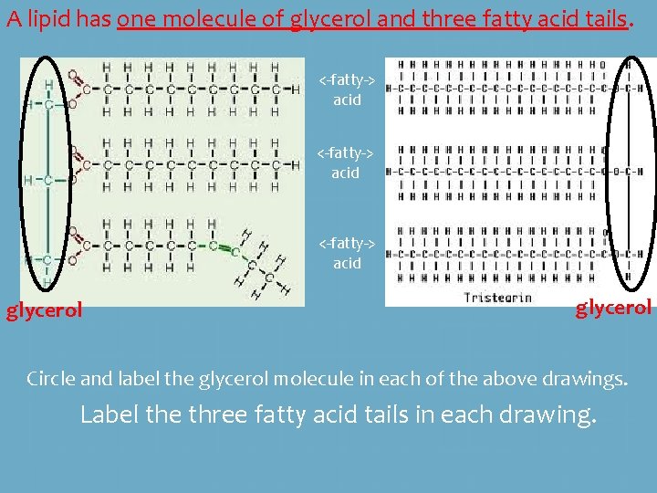 A lipid has one molecule of glycerol and three fatty acid tails. <-fatty-> acid A lipid has one molecule of glycerol and three fatty acid tails. <-fatty-> acid