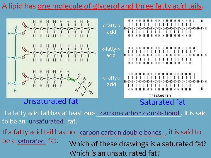 A lipid has one molecule of glycerol and three fatty acid tails. <-fatty-> acid A lipid has one molecule of glycerol and three fatty acid tails. <-fatty-> acid