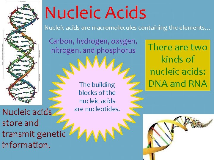 Nucleic Acids Nucleic acids are macromolecules containing the elements… Carbon, hydrogen, oxygen, nitrogen, and