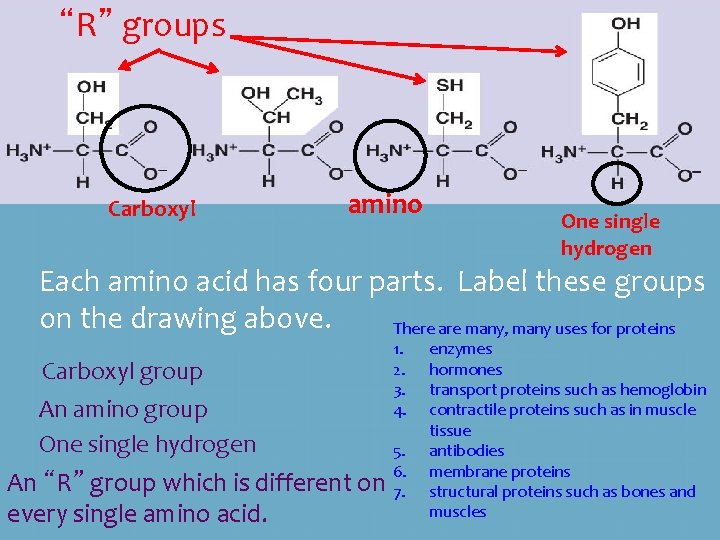 “R” groups Carboxyl amino One single hydrogen Each amino acid has four parts. Label