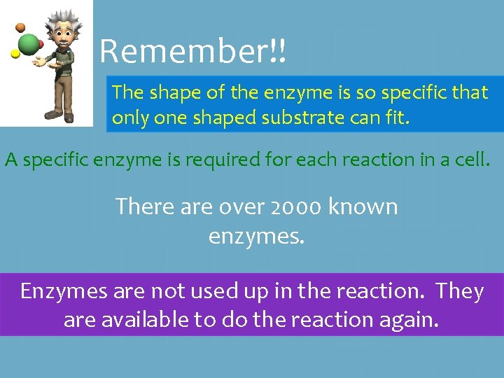 Remember!! The shape of the enzyme is so specific that only one shaped substrate Remember!! The shape of the enzyme is so specific that only one shaped substrate