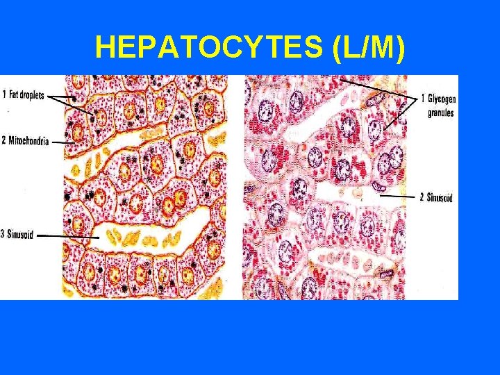 HEPATOCYTES (L/M) 