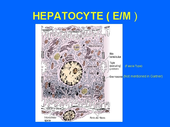 HEPATOCYTE ( E/M ) (Fascia Type) (Not mentioned in Gartner) 