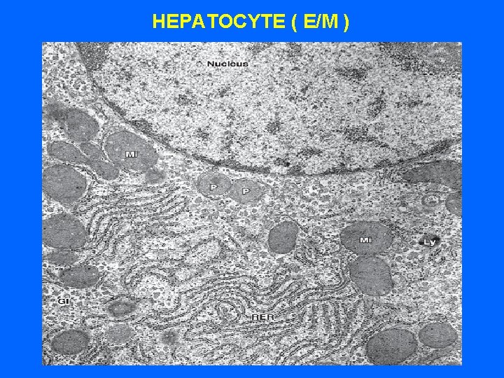 HEPATOCYTE ( E/M ) 