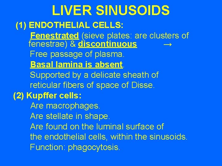LIVER SINUSOIDS (1) ENDOTHELIAL CELLS: Fenestrated (sieve plates: are clusters of fenestrae) & discontinuous